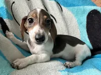 Tommy , a male Miniature Dachshund for sale in Dushore, PA – 1 of 8