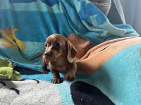 Hans , a  Miniature Dachshund for sale in Dushore, PA – 4 of 5