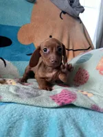 Fiona , a female Miniature Dachshund for sale in Dushore, PA – 2 of 6