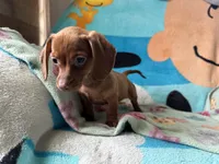 Fiona , a female Miniature Dachshund for sale in Dushore, PA – 6 of 6