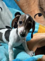Tommy , a male Miniature Dachshund for sale in Dushore, PA – 7 of 8