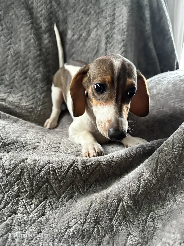 Tommy  very small boy  – Miniature Dachshund puppy for sale in Dushore, PA