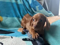 Hans , a  Miniature Dachshund for sale in Dushore, PA – 5 of 5