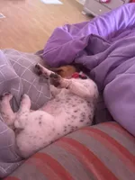Adorable , a female Jack Russell Terrier for sale in Detroit, MI – 3 of 4