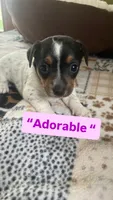 Adorable , a female Jack Russell Terrier for sale in Detroit, MI – 2 of 4