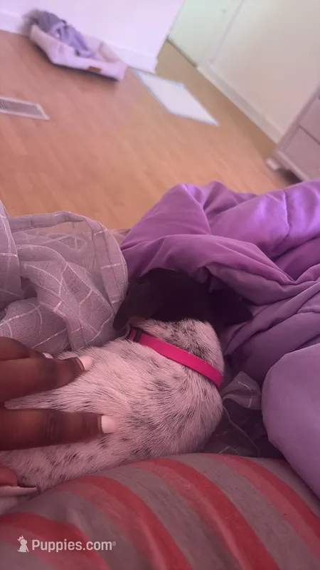 Adorable  – Jack Russell Terrier puppy for sale in Detroit, MI