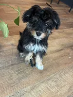 Mila, a female Aussiedoodle for sale in Westlake, OH – 5 of 9