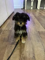 Mila, a female Aussiedoodle for sale in Westlake, OH – 3 of 9