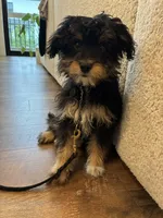 Mila, a female Aussiedoodle for sale in Westlake, OH – 1 of 9
