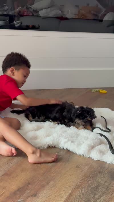 Mila, a female Aussiedoodle for sale in Westlake, OH – 7 of 9