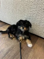 Mila, a female Aussiedoodle for sale in Westlake, OH – 6 of 9