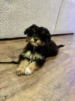 Mila, a female Aussiedoodle for sale in Westlake, OH – 4 of 9