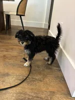 Mila, a female Aussiedoodle for sale in Westlake, OH – 2 of 9