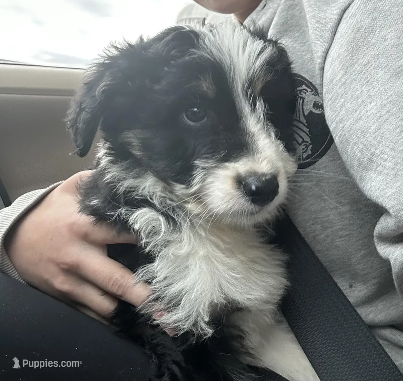 Zuchinni – Aussiedoodle puppy for sale in Rhinelander, WI