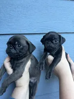 Silver male pug  ready now , a male Pug for sale in Medford, OR – 4 of 10