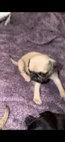 Fawn female pug 1-7 puppies , a female Pug for sale in Medford, OR – 5 of 10