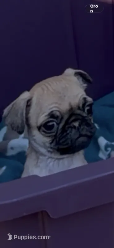 Female fawn pug  heart nose  – Pug puppy for sale in Ashland, OR