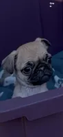 Female fawn pug  heart nose , a female Pug for sale in Ashland, OR – 1 of 7