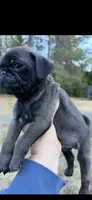Silver male pug  , a male Pug for sale in Medford, OR – 2 of 9