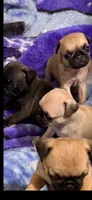 Female fawn pug  ready now , a female Pug for sale in Medford, OR – 8 of 10