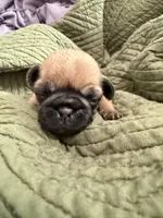 Fawn male pug , a male Pug for sale in Medford, OR – 1 of 5