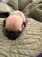Fawn male pug , a male Pug for sale in Medford, OR – 3 of 5