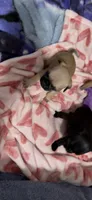 Female black pug 1-7 puppies , a female Pug for sale in Medford, OR – 5 of 6