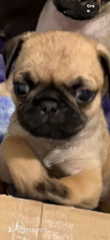 Fawn male pug  – Pug puppy for sale in Medford, OR
