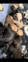 Fawn female pug 1-7 puppies , a female Pug for sale in Medford, OR – 7 of 10