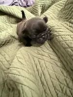 Silver male pug, a male Pug for sale in Medford, OR – 7 of 10