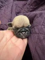 Female fawn pug , a female Pug for sale in Medford, OR – 4 of 5