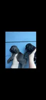 Silver male pug  , a male Pug for sale in Medford, OR – 5 of 9