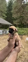 Female fawn pug  ready now , a female Pug for sale in Medford, OR – 10 of 10