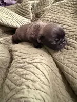 Silver male pug, a male Pug for sale in Medford, OR – 2 of 10