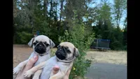 Female fawn pug  ready now , a female Pug for sale in Medford, OR – 2 of 10