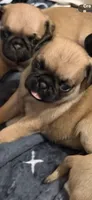 Fawn male pug 1-7 puppies , a male Pug for sale in Medford, OR – 3 of 9
