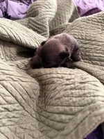 Silver male pug, a male Pug for sale in Medford, OR – 9 of 10