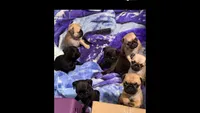 Fawn female pug  , a female Pug for sale in Medford, OR – 8 of 9