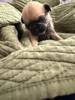 Fawn male pug , a male Pug for sale in Medford, OR – 5 of 5