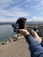 Silver male pug  , a male Pug for sale in Medford, OR – 8 of 9