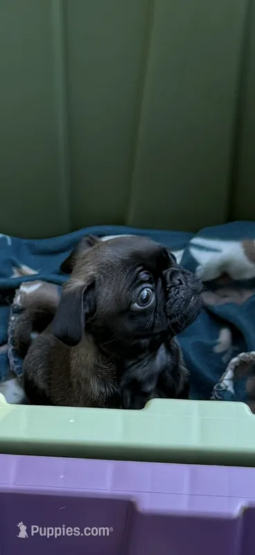 Silver male pug   – Pug puppy for sale in Medford, OR