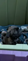 Silver male pug  , a male Pug for sale in Medford, OR – 1 of 9