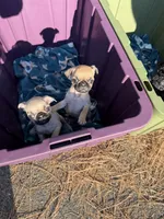 Light Fawn female pug  heart nose, a female Pug for sale in Medford, OR – 7 of 10