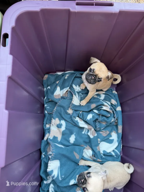 Female fawn pug   – Pug puppy for sale in Medford, OR