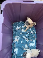 Female fawn pug  , a female Pug for sale in Medford, OR – 1 of 6