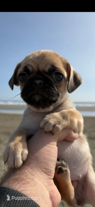 Fawn female pug   – Pug puppy for sale in Medford, OR