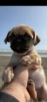 Fawn female pug  , a female Pug for sale in Medford, OR – 3 of 9