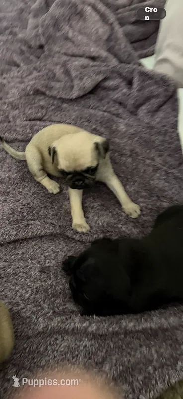 Fawn female pug – Pug puppy for sale in Medford, OR
