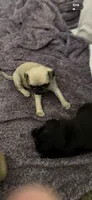 Fawn female pug 1-7 puppies , a female Pug for sale in Medford, OR – 3 of 10