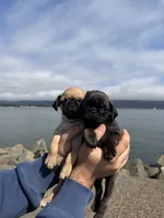 Fawn male pug ready now , a male Pug for sale in Medford, OR – 4 of 10